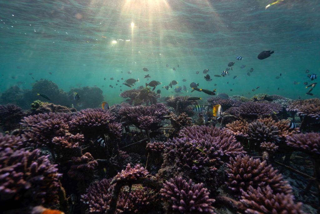 Long Reef
