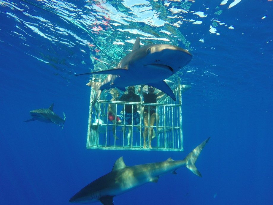Best Oahu Shark Cage Diving