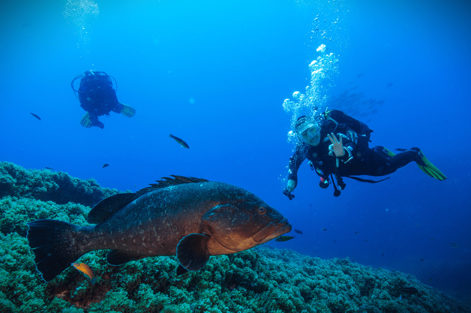 Diving Sao Miguel Azores