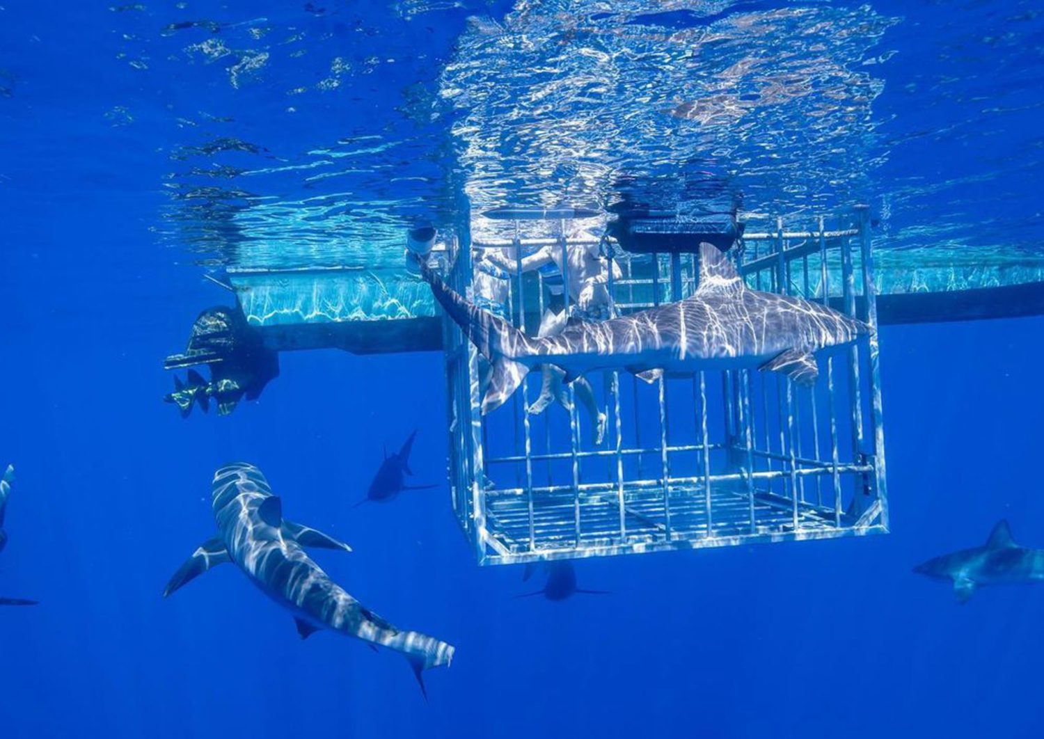Can You Cage Dive With Sharks in Hawaii