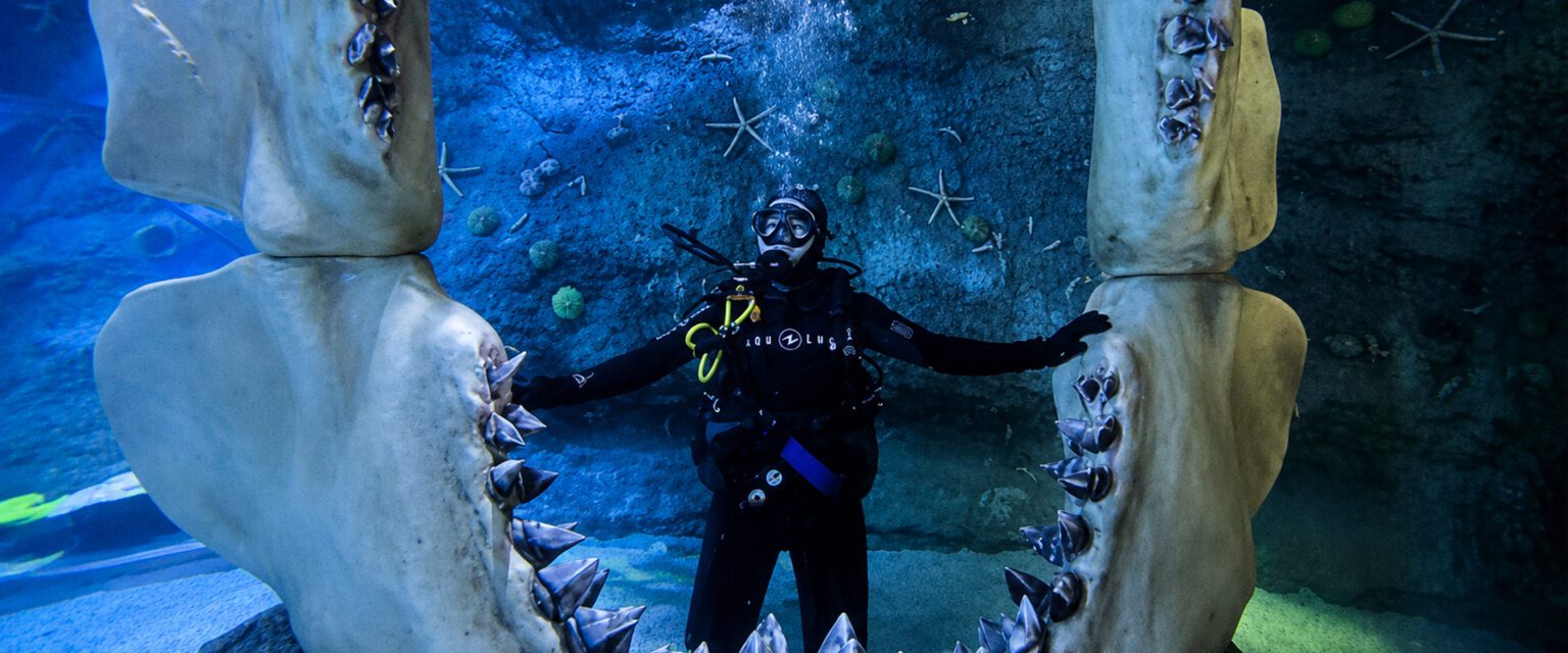 Scuba Diving Abu Dhabi Prices