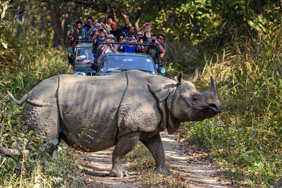 Jeep Safari Chitwan Price