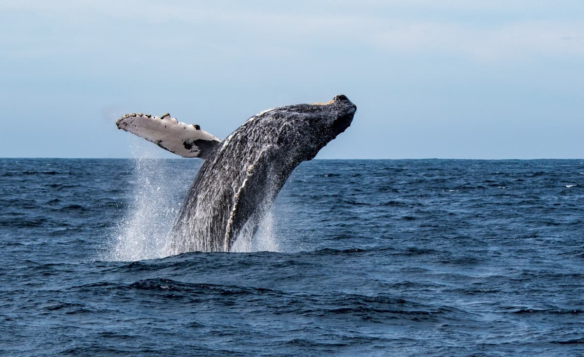 Best Time to Whale Watch in Plymouth Ma