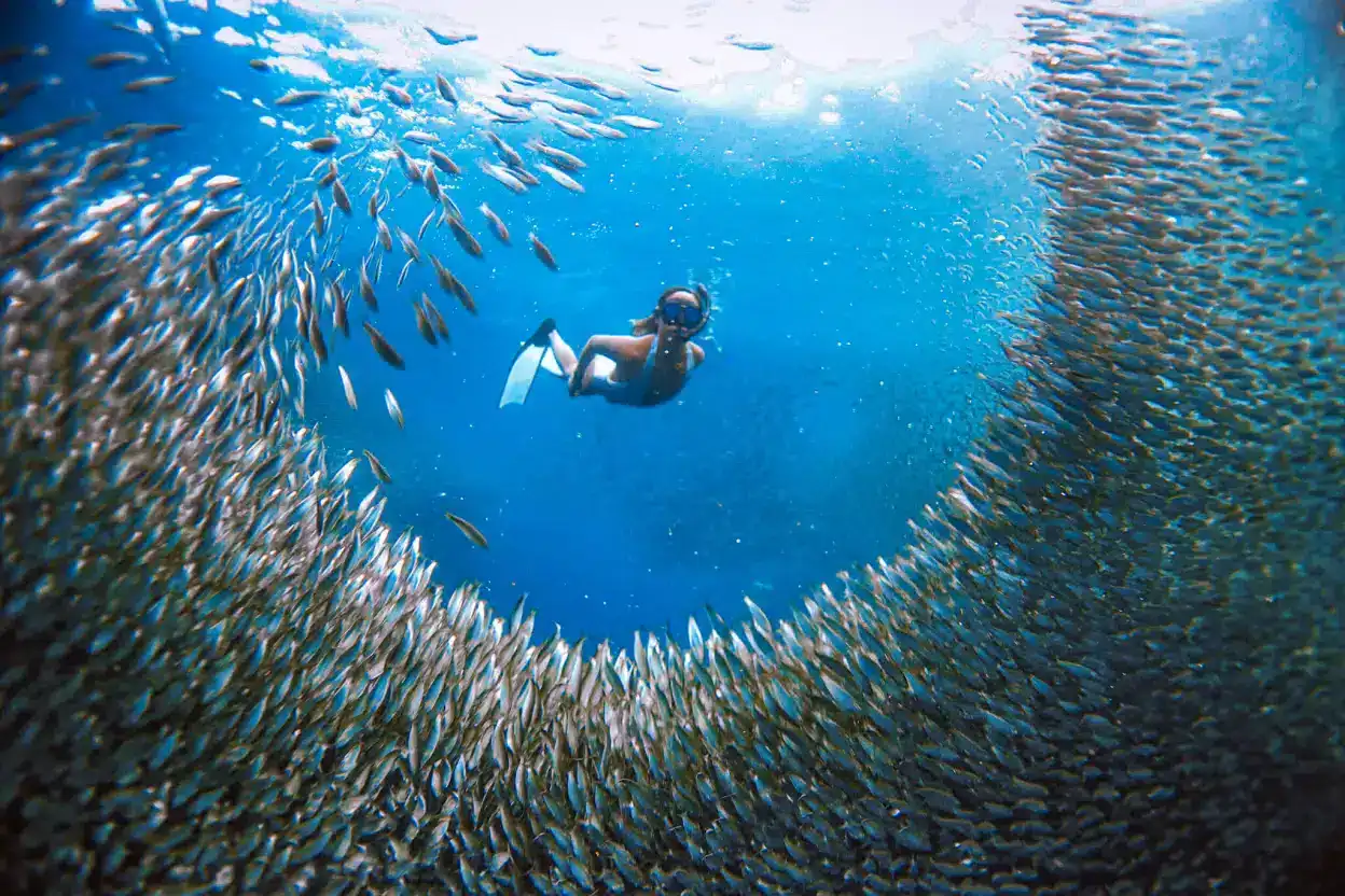 Moalboal Snorkeling Spots