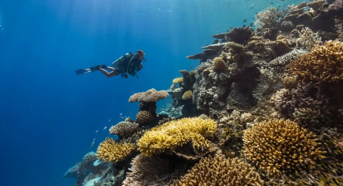 House Reef Drop-off