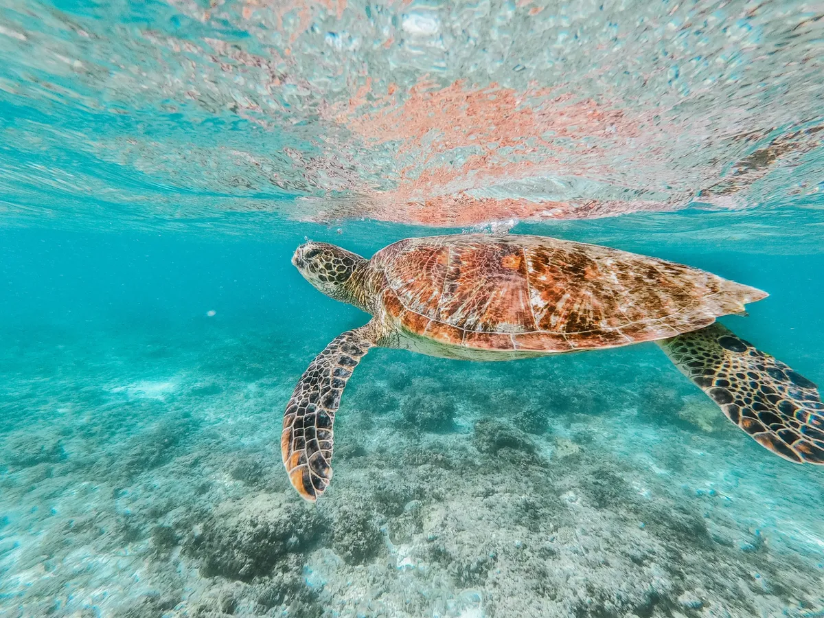 Seagrass Feeding Grounds