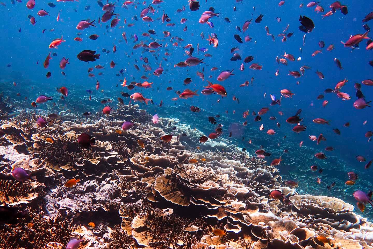 Pescador Island Reef