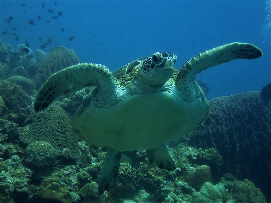 Moalboal Snorkeling Turtles