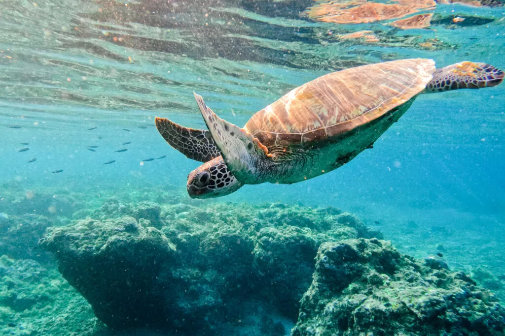 Sea Turtle Residents