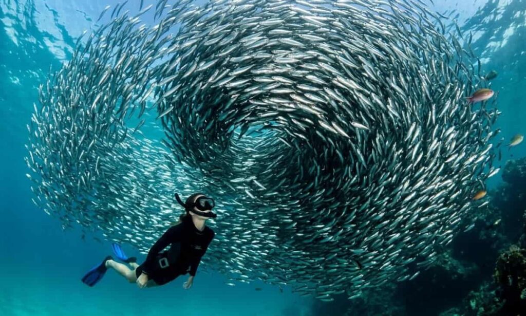 Moalboal Snorkeling Panagsama Beach