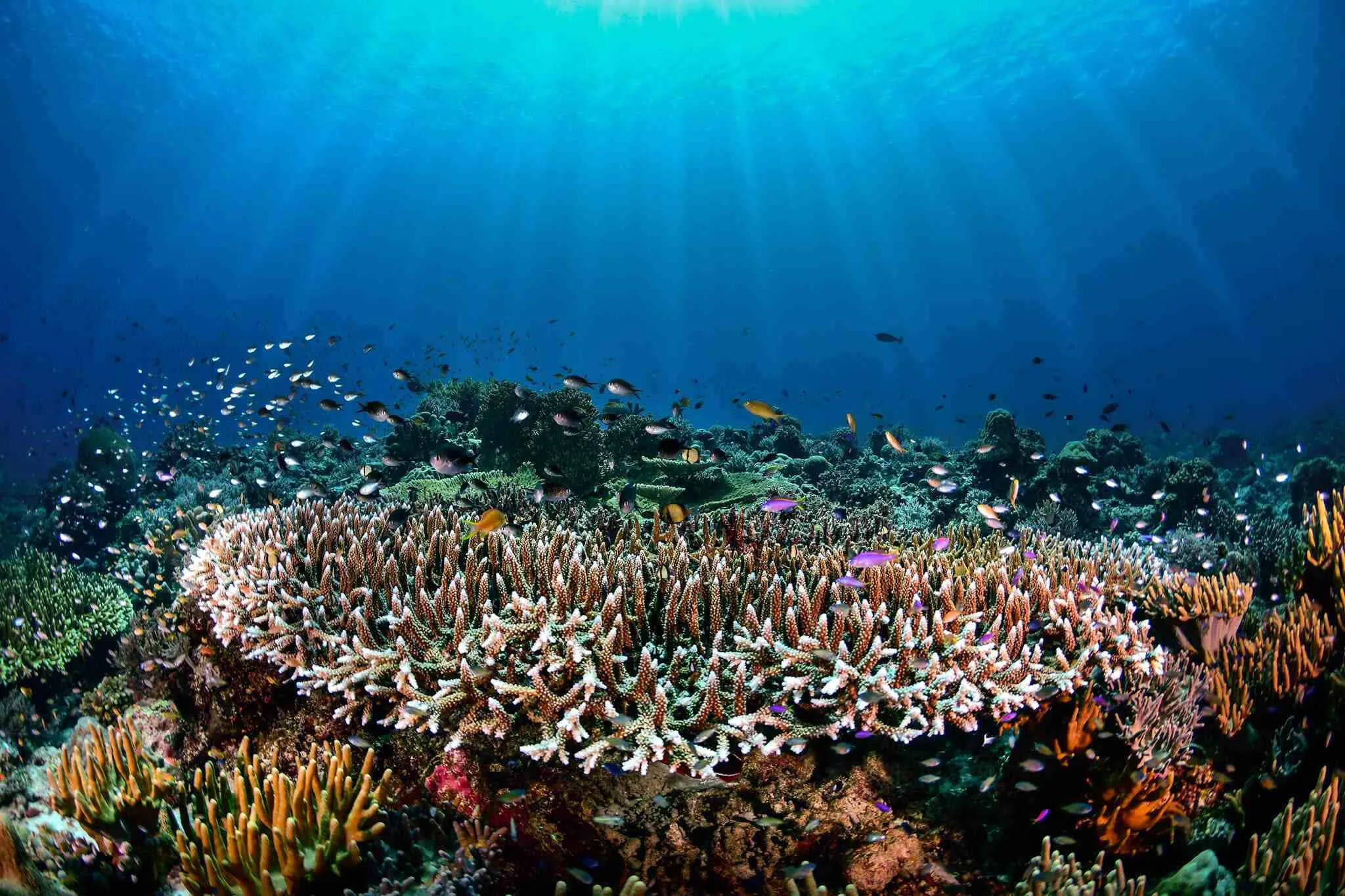 Florida Reef