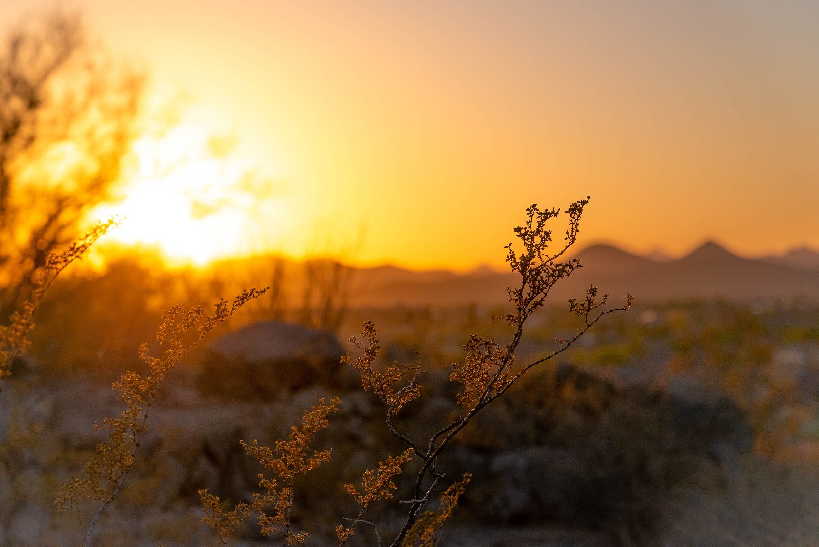 Golden Hour Shadow Play