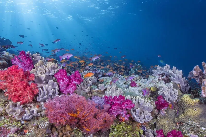 Rainbow Reef