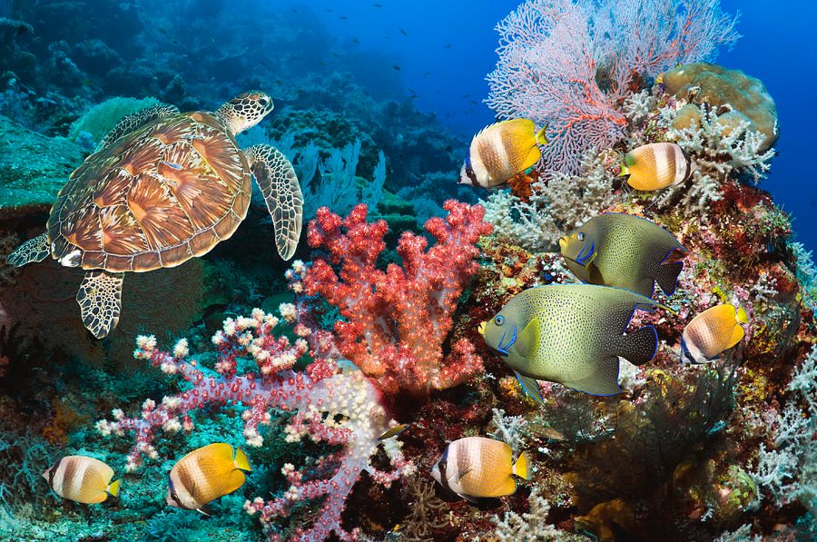 Turtle Rocks