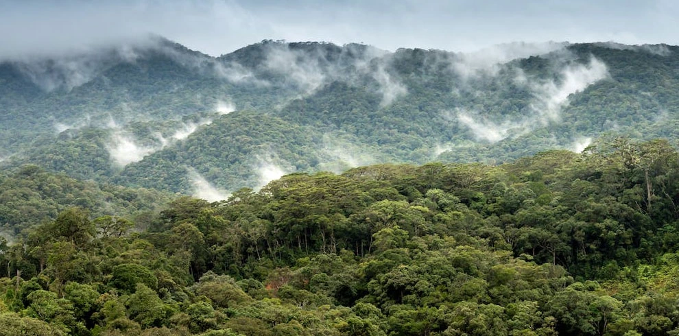 Sinharaja Forest Tour: UNESCO Rainforest Trek