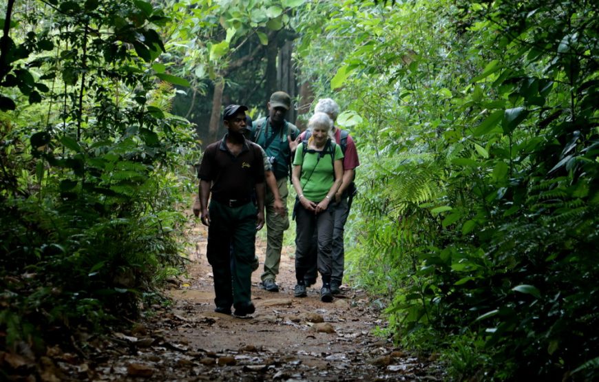 Your experience at Sinharaja Forest Tour