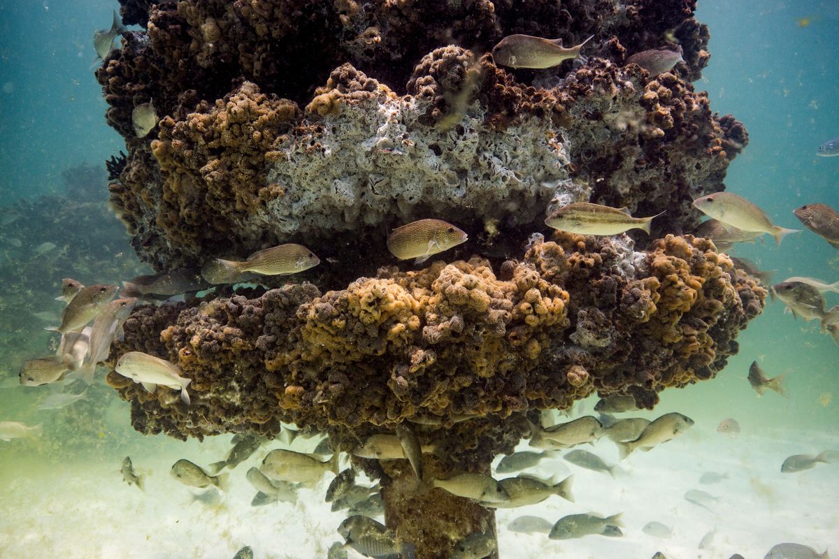 Artificial Reefs