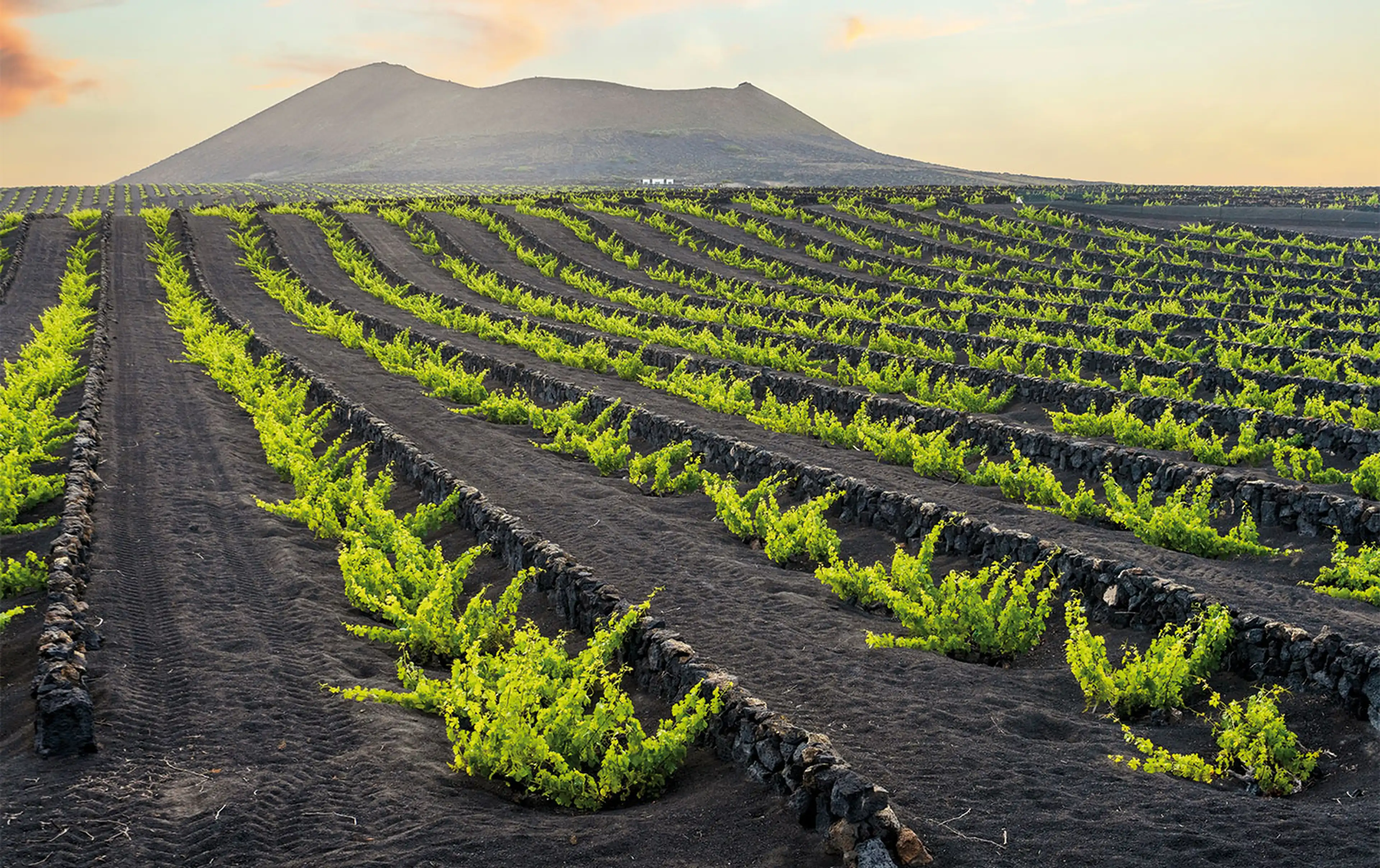 Vineyard Walk