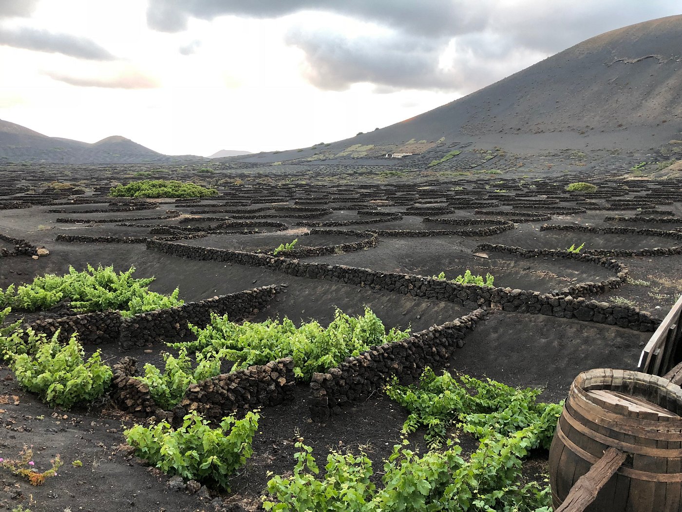 Wine Tasting Lanzarote