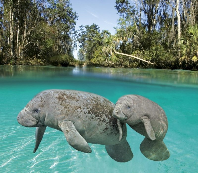 Snorkeling Orlando: Manatee Encounters in Crystal River