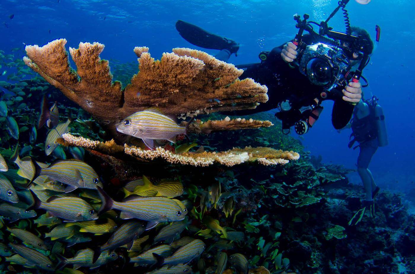Isla Mujeres Scuba Diving