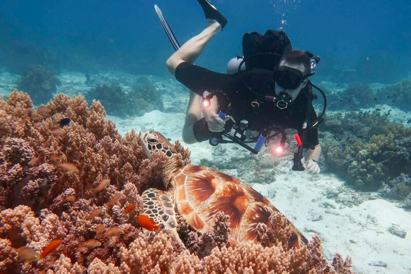 Balicasag Island Snorkeling