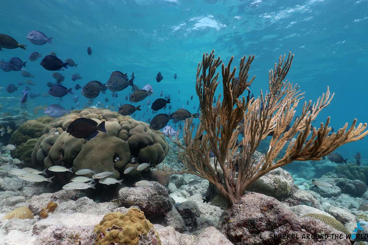 Blue Reef
