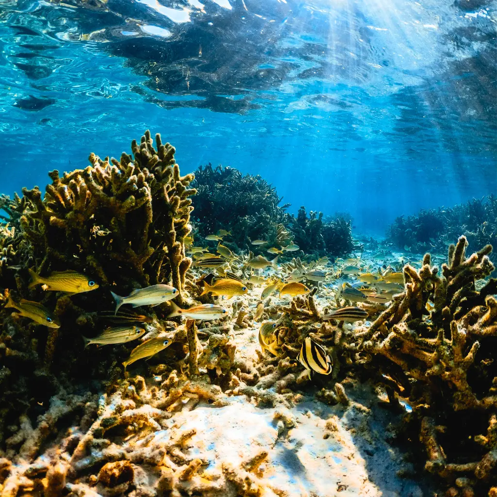 Hikkaduwa Coral Reef