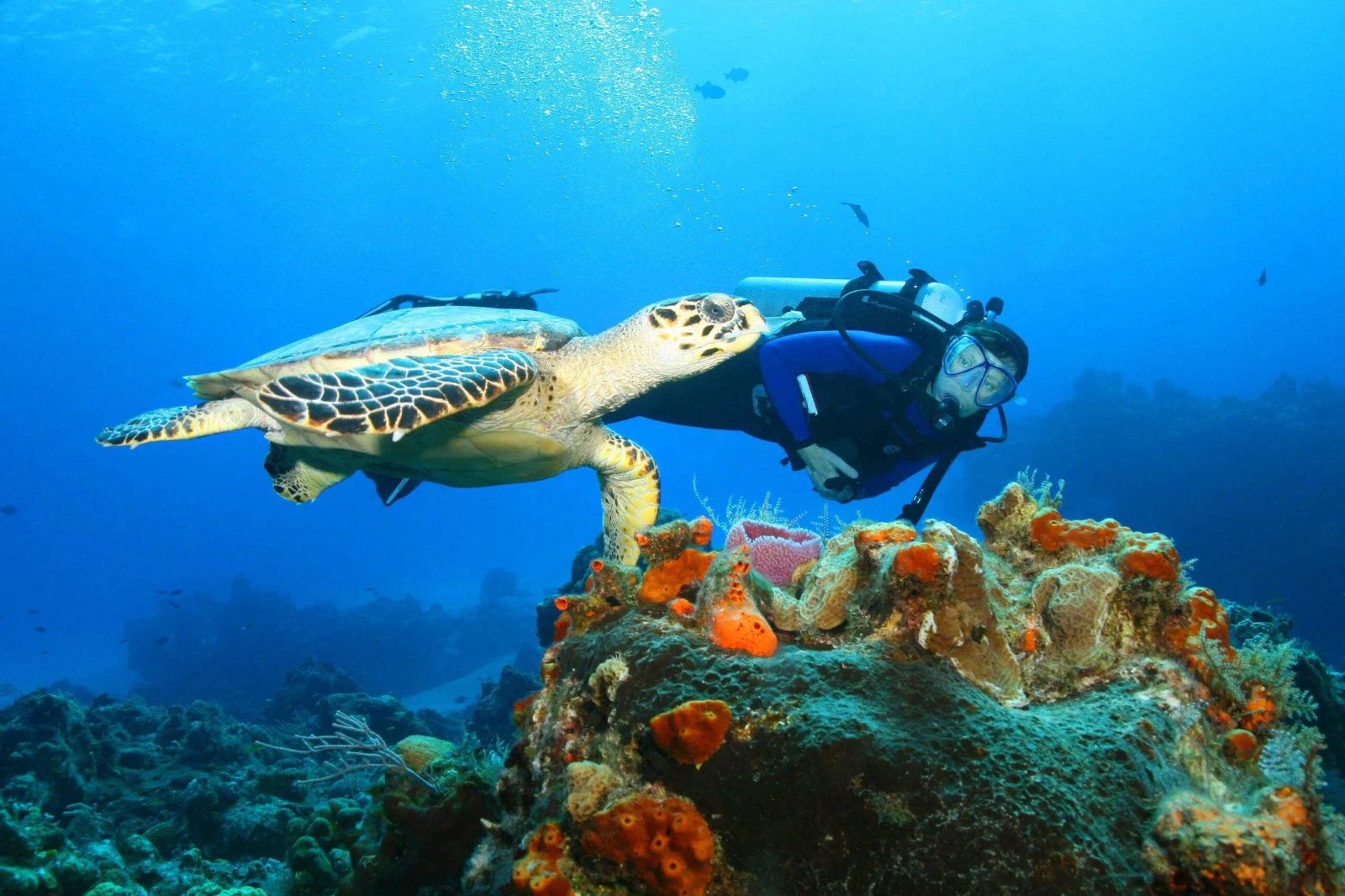 Your experience at Scuba Diving Sri Lanka