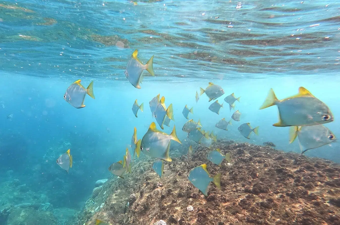 Unawatuna Reef