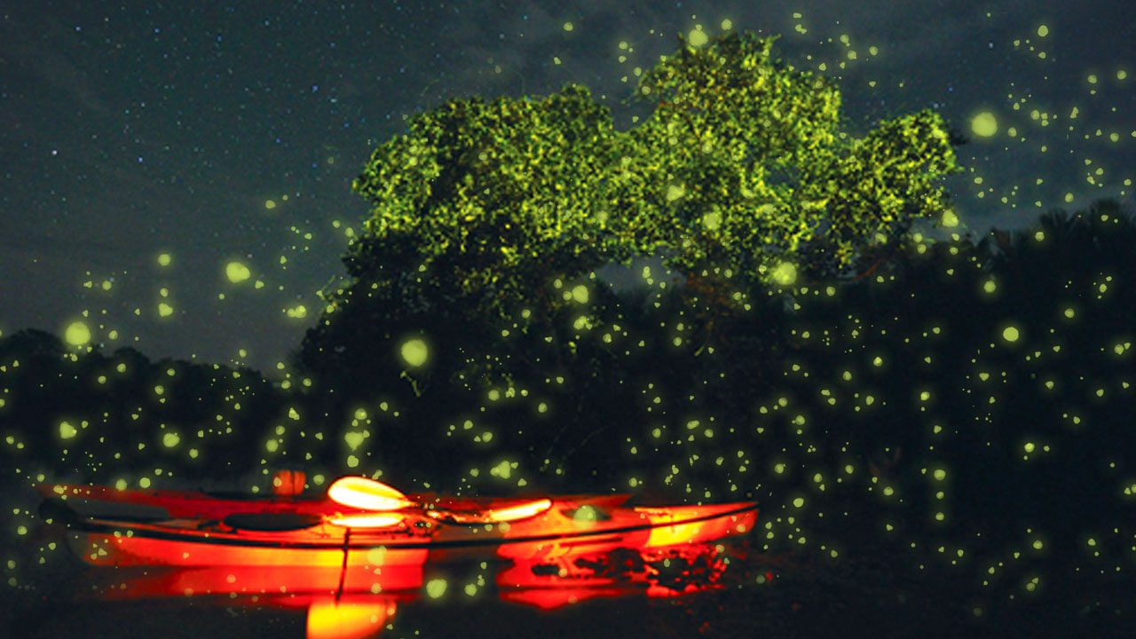Bohol Firefly Watching
