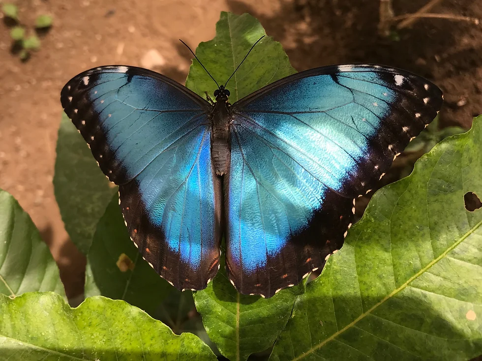 Butterfly Preserve