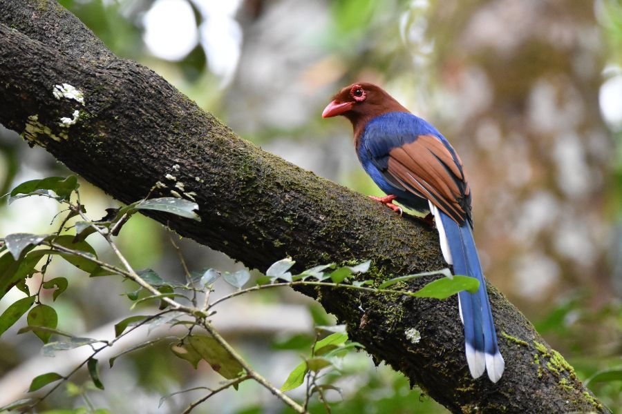 Bird Watching Areas