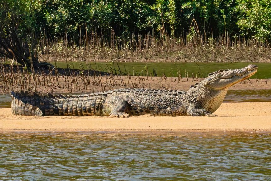 Crocodile Habitats