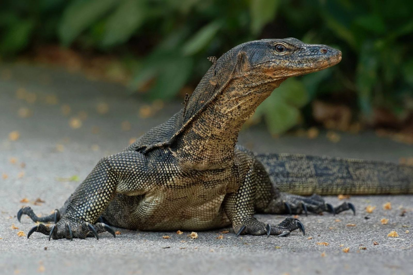 Monitor Lizard Zone
