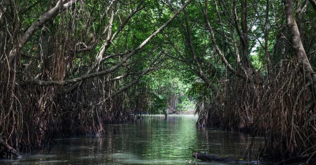 Mangrove Tunnels
