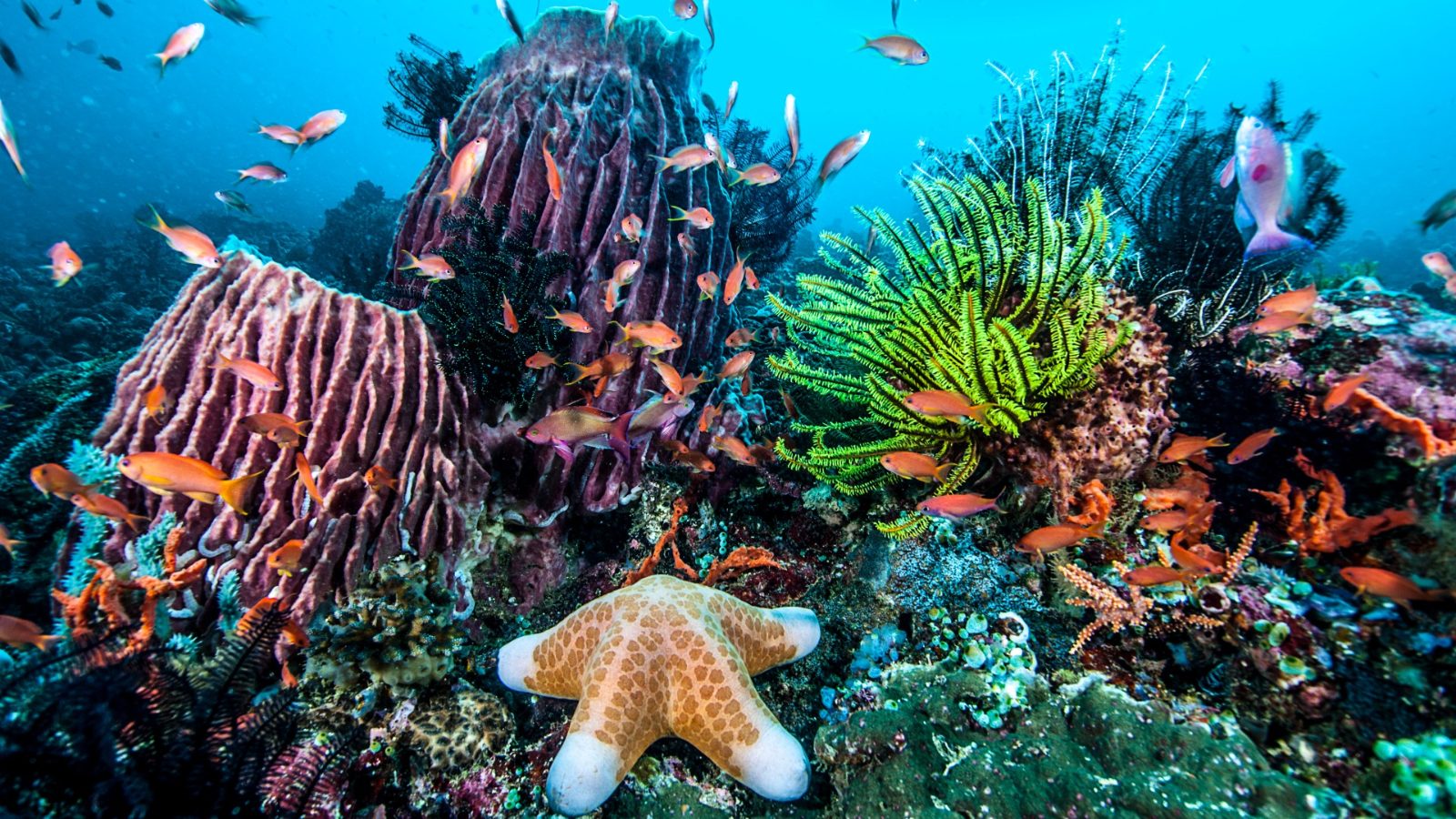 Kichwani Reef