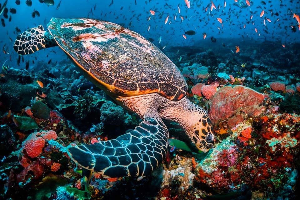 Green Turtle Nesting Zone