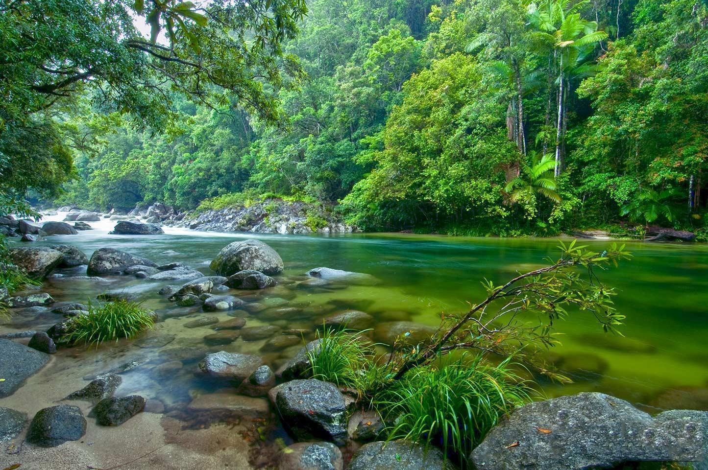 Ancient Tropical Forest