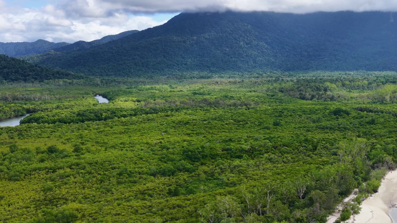 Zipline Cairns Through Ancient Rainforest Canopy