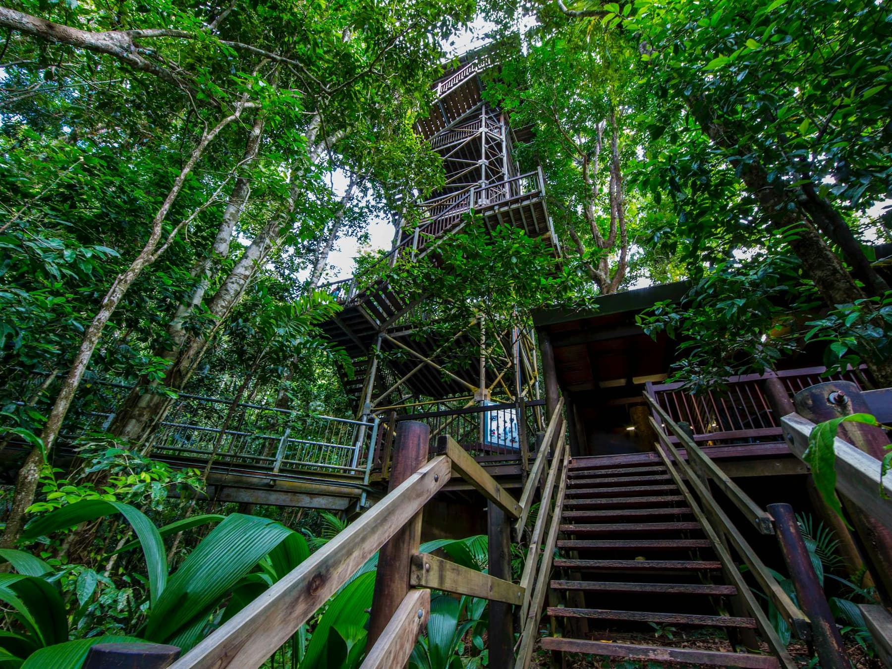 Ancient Canopy Viewing Tower
