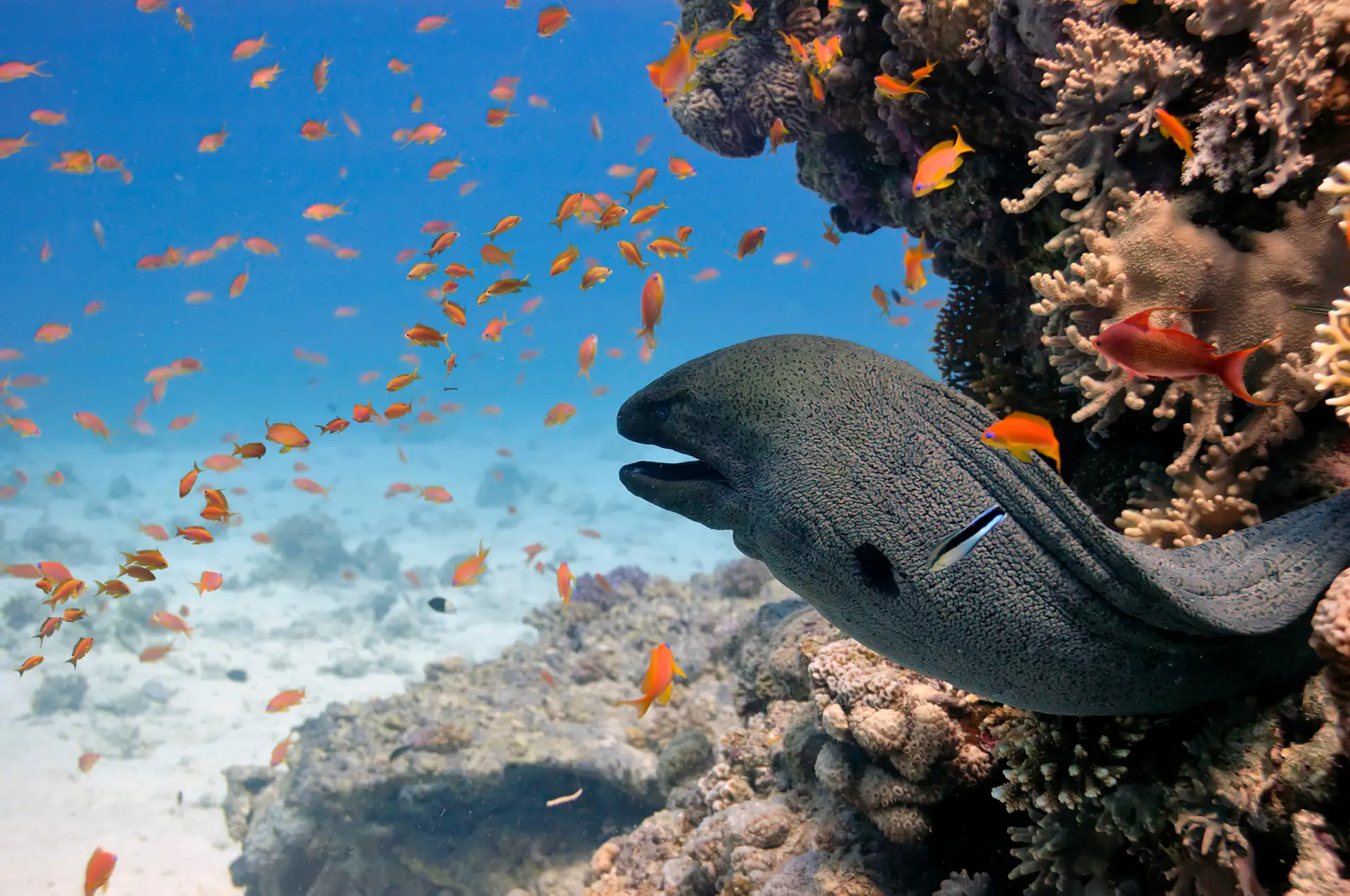 Careless Reef