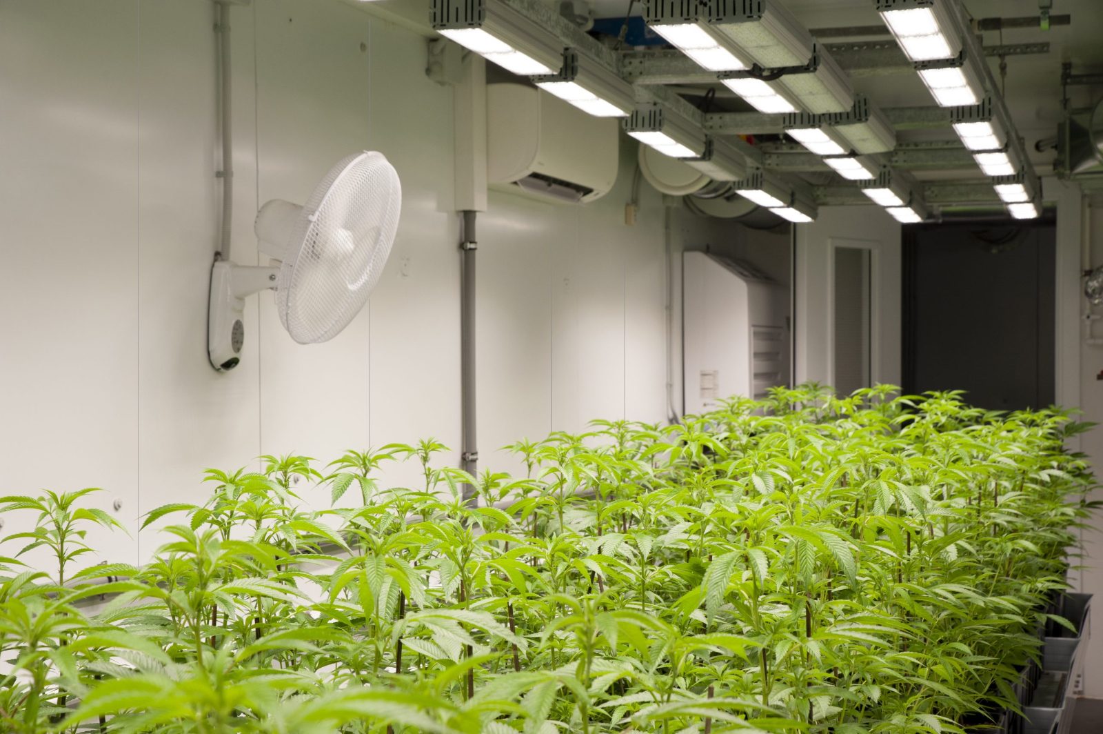 Your experience at Denver Weed Tours