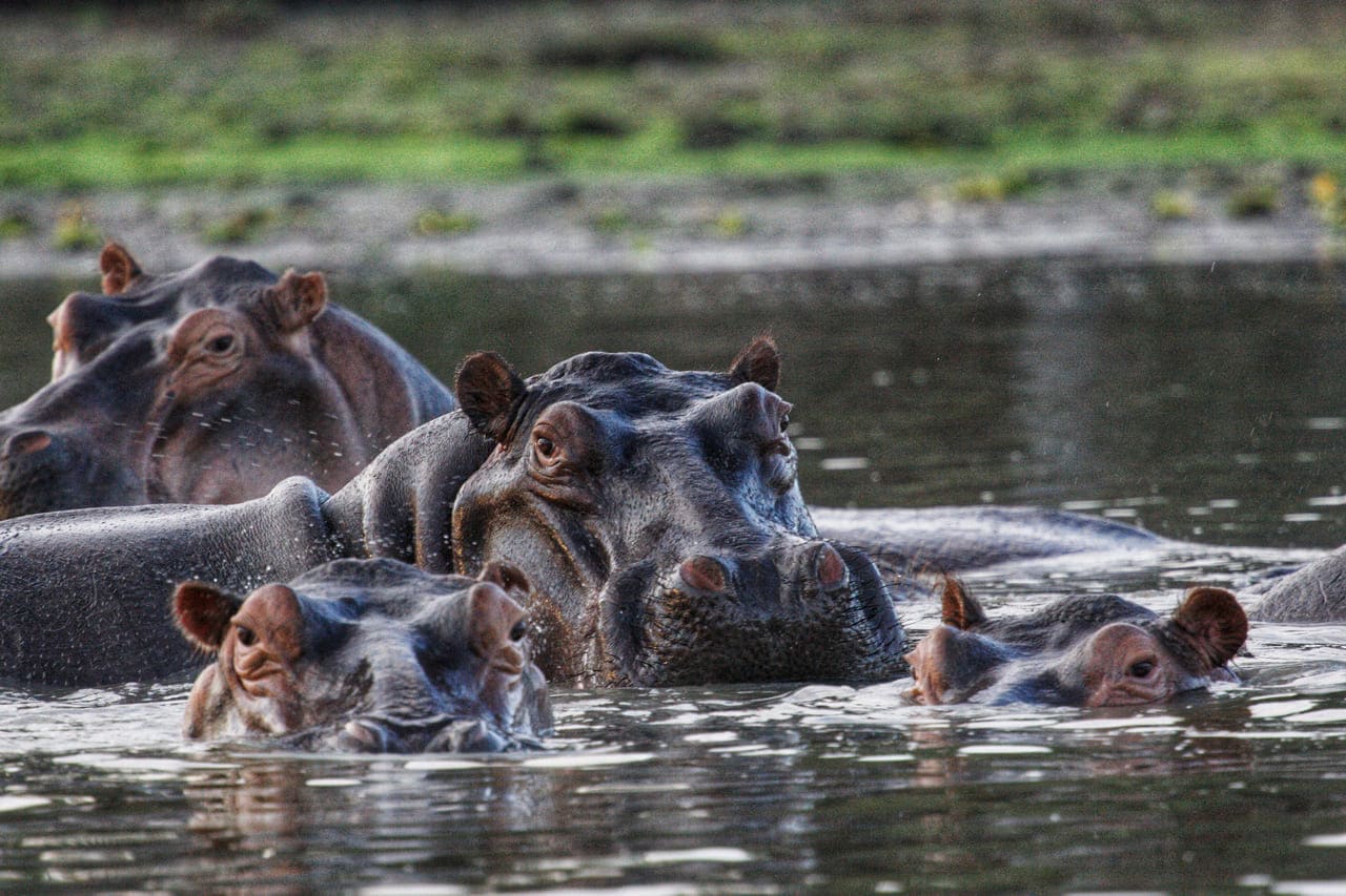Selous Safari From Zanzibar