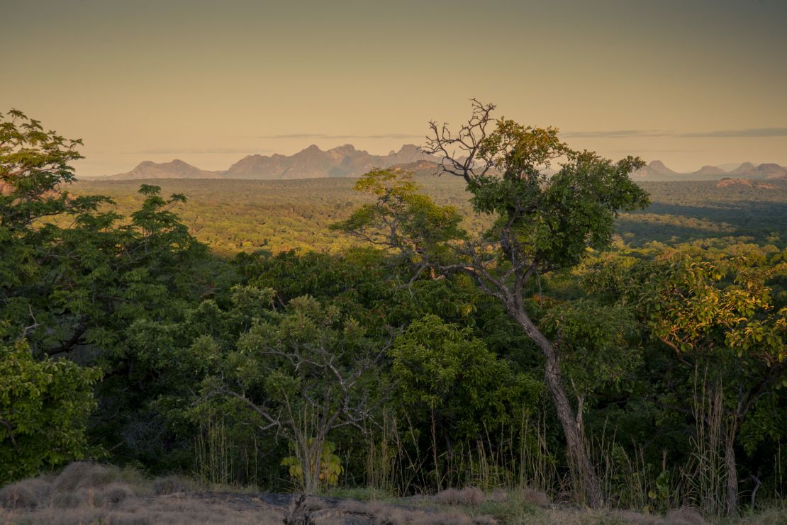 Miombo Woodlands
