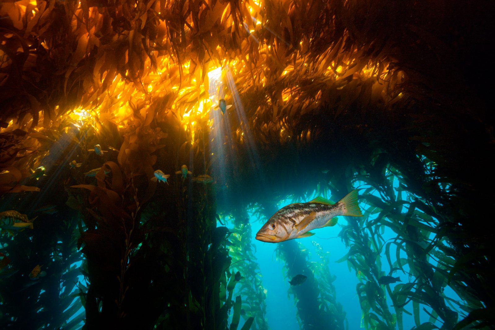 Scuba Diving Morocco Atlantic Coast