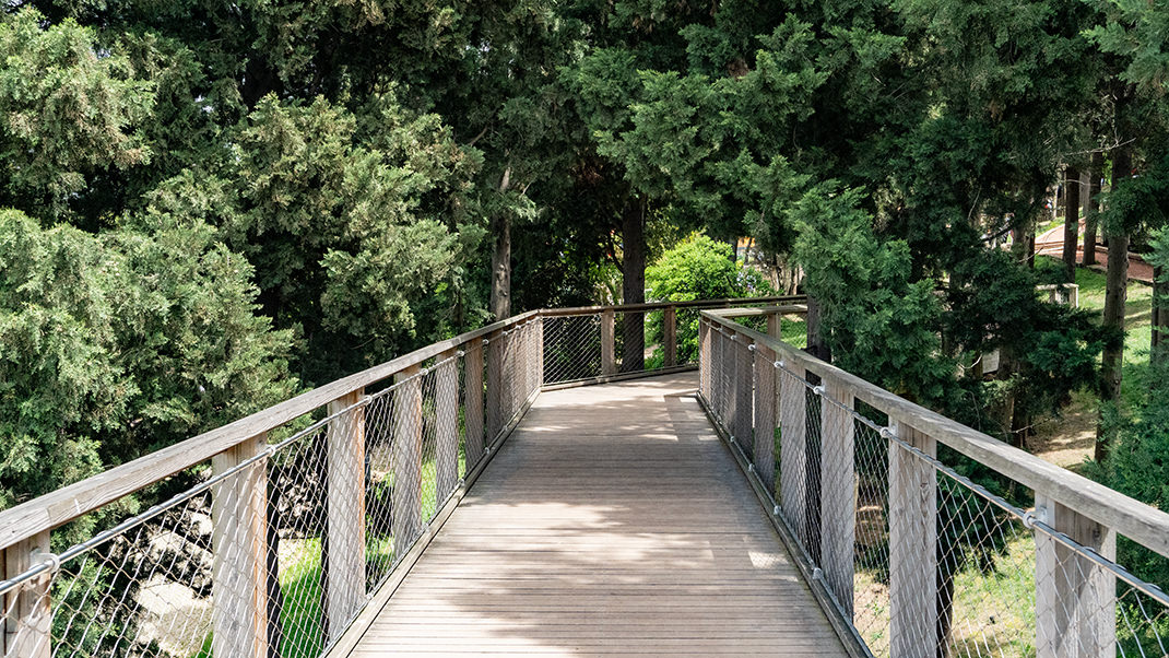 Forest Walking Trails