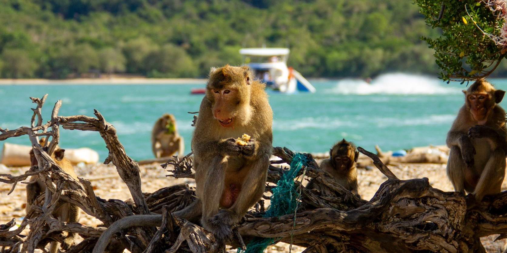 Monkey Island