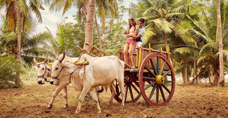 Bullock Cart Tracks