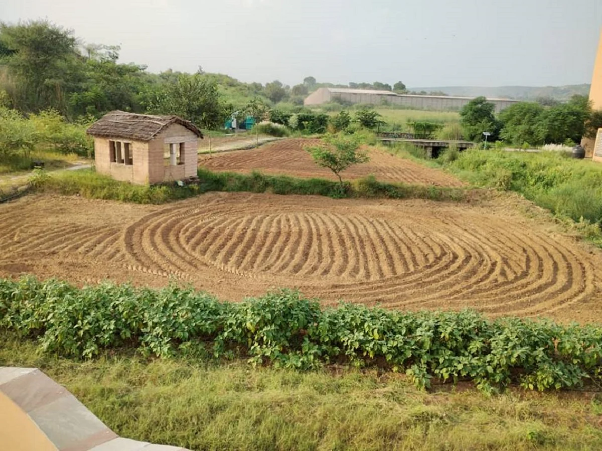 Chena Cultivation Plots